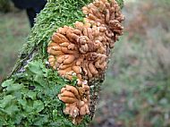 hazel glove fungus on mull